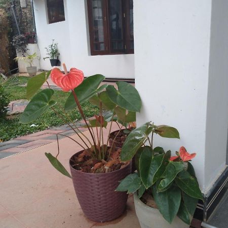 Holly House Homestay 엘라 외부 사진