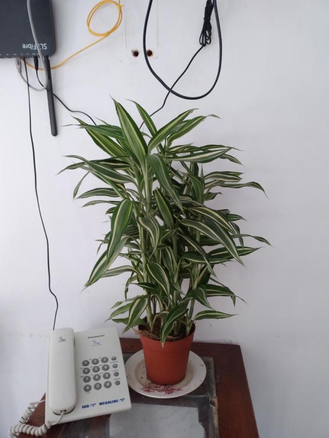 Holly House Homestay 엘라 외부 사진