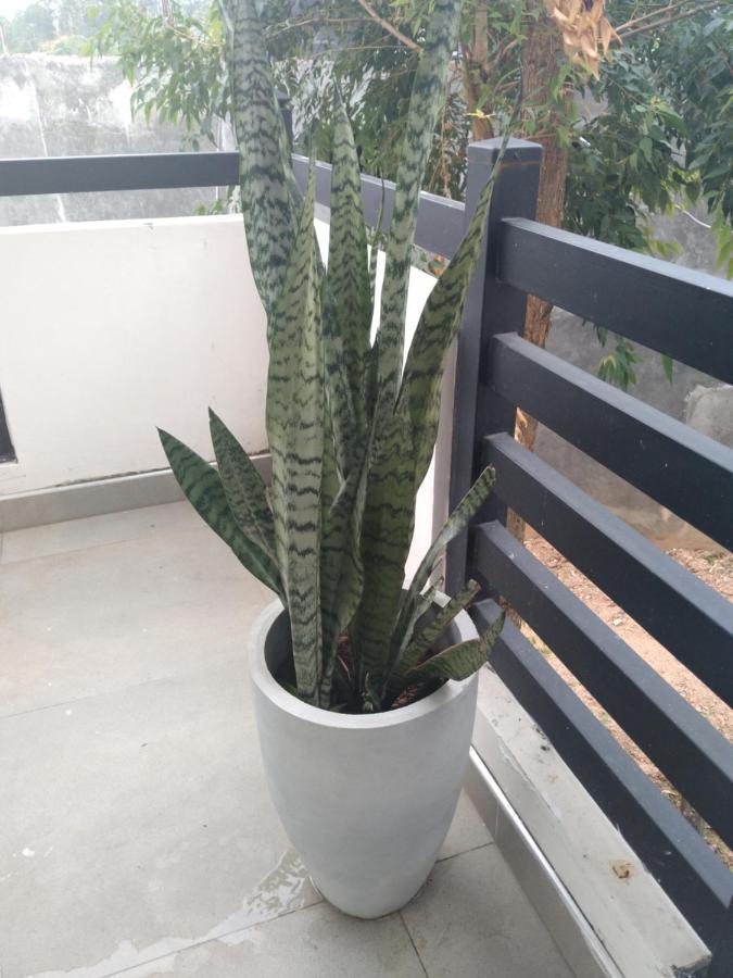 Holly House Homestay 엘라 외부 사진